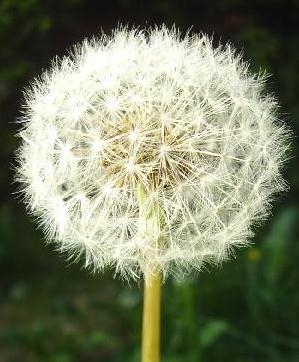 Dandelion seed head