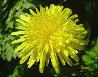 Dandelion flower