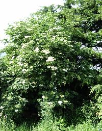 Tree in flower