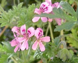 Flowering Rose Geranium