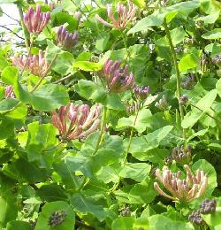 Perfoliate honeysuckle blossoms ready to open and deliver their wonderful fragrance