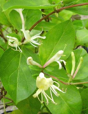 Japanese Honeysuckle Lonicera japonica 'Halliana'