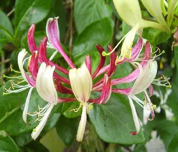 Wild Honeysuckle Lonicera periclymenum (L.)