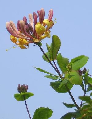 Perfoliate Honeysuckle Lonicera caprifolium