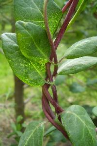 Honysuckle is also called woodbine from its twisting nature.