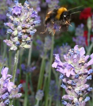 bee amongst lavender flowers