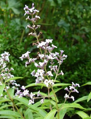 Lemon Verbena: Queen of the Lemon Scented Herbs