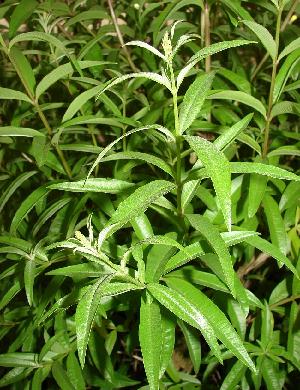 Lemon Verbena Leaves