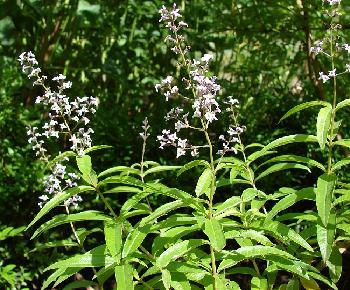 Verveine odorante (Lippia citriodora, Aloysia triphylla)