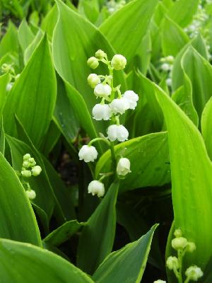 Lily Of The Valley 'Hardwick Hall'