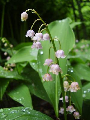 Lily Of The Valley 'Rosea'