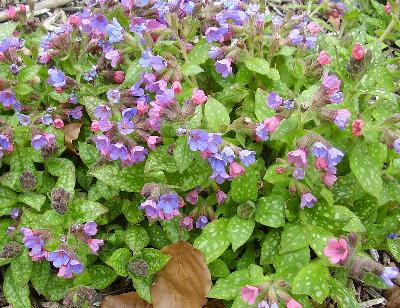 Lungwort