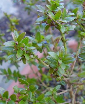 Tarentina Myrtle Myrtle communis ssp. tarentina