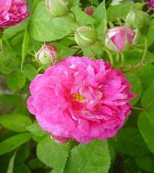 Damask Rose