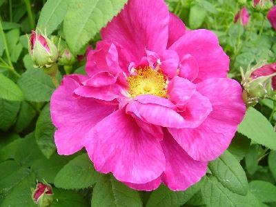 Planting Roses (+ Medicinal Uses for Roses)