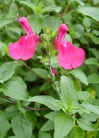 Blackcurrant sage in flower