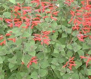 Pineapple sage in flower