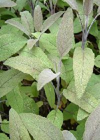 Purple sage