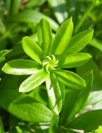 Sweet Woodruff Leaf Whorl