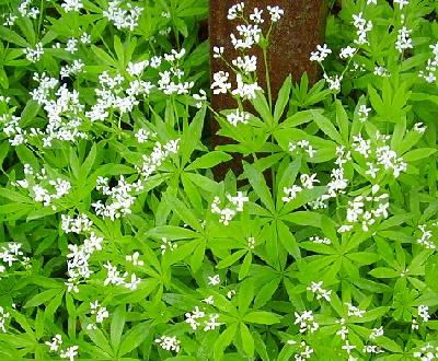 Sweet Woodruff - Galium odoratum