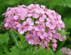 Yarrow Achillea millefolium 'Cerise Queen'