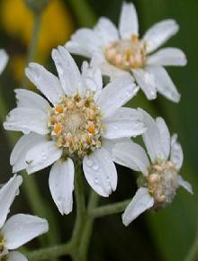 Sneezewort