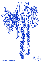 Thumbnail of diagram of the different types of descending polyps found on the colonial Portuguese Man-o-war - From the BIODIDAC Project