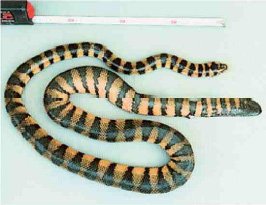 Hydrophis Cyanocinctus