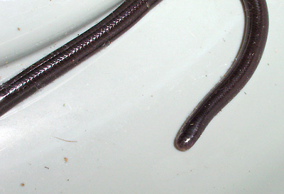 Ramphotyphlops braminus