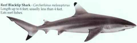 [REEF BLACKTIP SHARK]