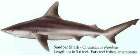 [SANDBAR SHARK]