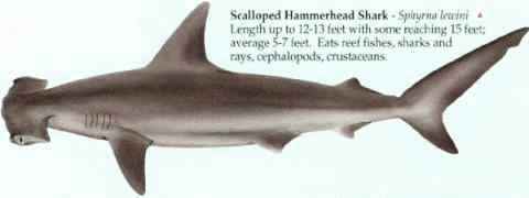 [SCALLOPED HAMMERHEAD SHARK]