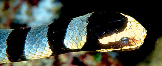 Okinawa Japan's Sea Snakes.