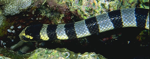 Okinawa Japan's Sea Snakes.