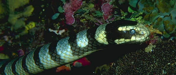 Erabu sea snake - Laticauda semifasciata