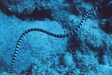 Ao-Madara-Umi-Heb / Yellow-lipped sea snake