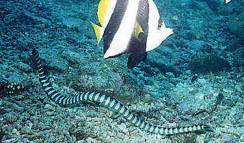 Ijima's turtle-headed sea snake / Emydocephalus ijimae