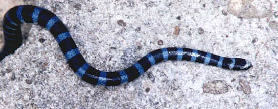 Hiroo-Umi-Hebi / Banded amphibious sea snake