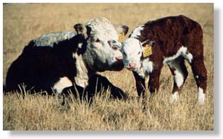 A different philosophy About Heifer Development