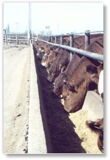 Teague Diversified, Inc. offers custom cattle feeding