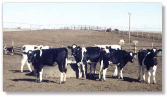 A Management Program Designed especially for the Development of the Replacement Dairy Heifer