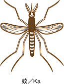 mosquito