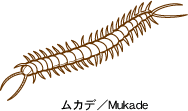 centipede