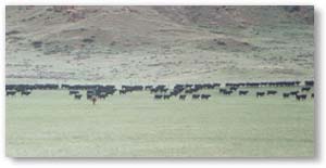 Sheridan Ranch Heifers