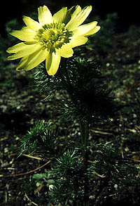 Adonis vernalis