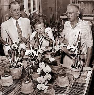 James S. Whitcomb, Mrs. A.D. Wilkinson and long-time Whitcomb gardener William Crichton inspect the Whitcomb orchid collection at the conservatory on Belle Isle.