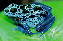 Dendrobates azureus