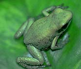 Phyllobates terriblis