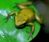 Phyllobates terriblis