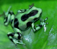 Dendrobates auratus